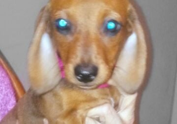 Darling Doxies