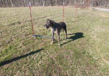 AKC Great Dane