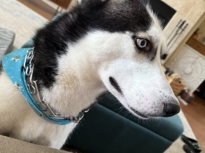 Husky Rehome