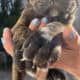 Cane corso puppies