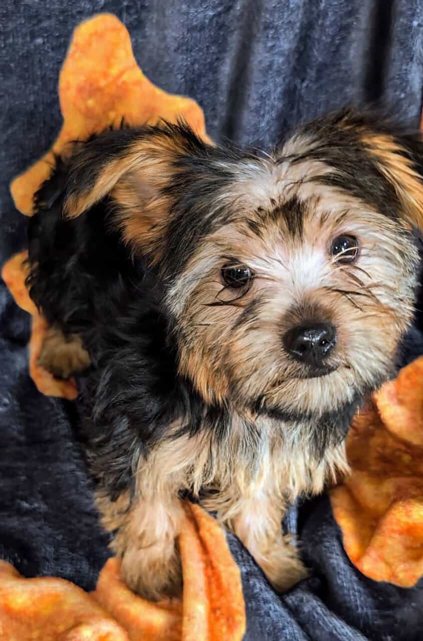 Morkie Boy Red J. J. image 4
