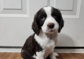 English Springer Spaniel AKC registered Champion S