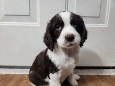 English Springer Spaniel AKC registered Champion S