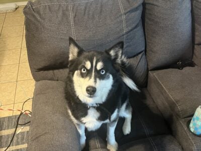 Male Pomsky 3 year old