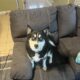 Male Pomsky 3 year old
