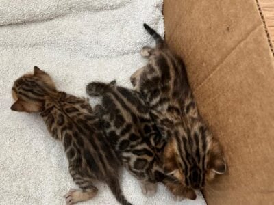 Bengal kittens