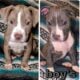 Blue nose puppies