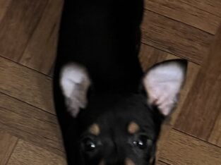 Rattie pups need forever home