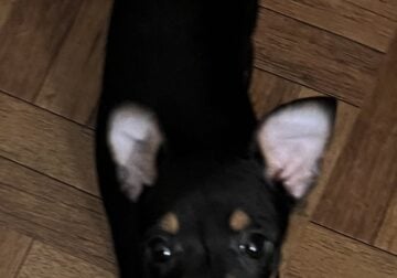 Rattie pups need forever home