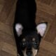 Rattie pups need forever home