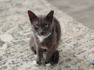 Ahijah: Cat for Adoption