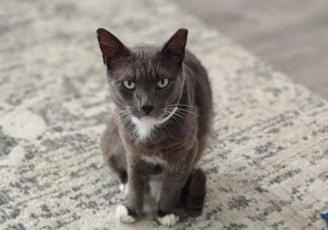 Ahijah: Cat for Adoption
