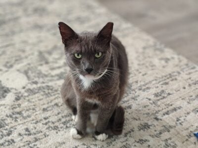 Ahijah: Cat for Adoption