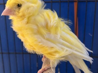 Canaries & frill canaries