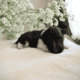Sheltie puppies