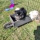 SuzyQs Precious Onyx