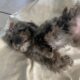 Toy Cavapoo girl puppy vaccinated & potty trained