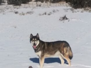 Wolf Hybrid
