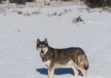 Wolf Hybrid
