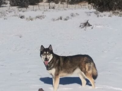 Wolf Hybrid