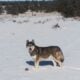 Wolf Hybrid