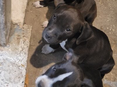 3 pitbull brothers looking for a good home