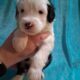 Old English Sheepdog Puppies