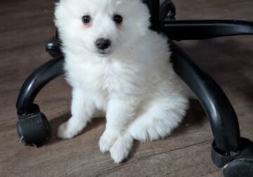 Amer Eskimo