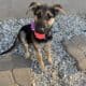 Cute puppy for adoption