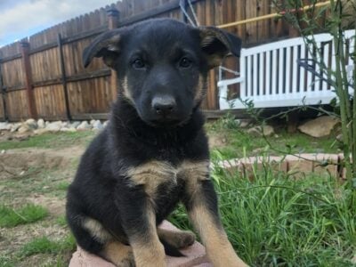 German Shepherd puppies