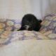 Candie CKC Registered Female