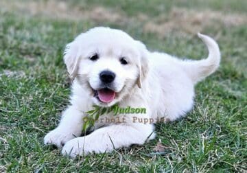 Judson AKC English cream golden retriever