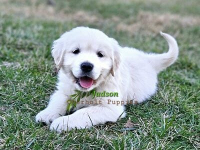 Judson AKC English cream golden retriever