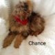 Mini bernedoodle Chance