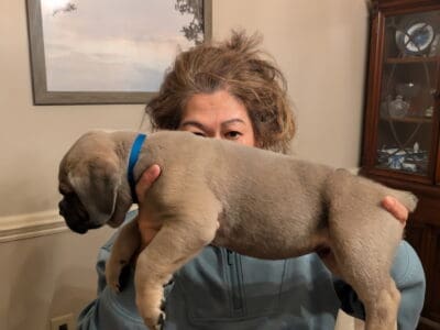 Cane Corso puppies in Montgomery, AL for sale