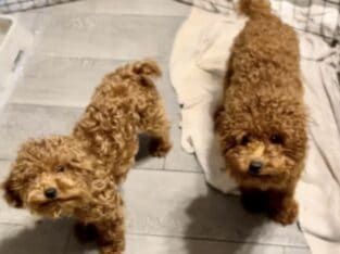 Toy poodle
