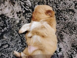 AKC shih Tzu puppy 2