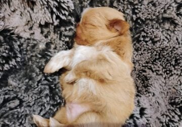 AKC shih Tzu puppy 2