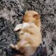 AKC shih Tzu puppy 2