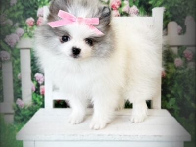AKC Merle Parti Pomeranian Female Puppy Angelique