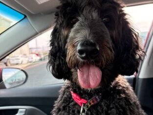 Beautiful Pyredoodle