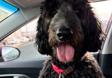 Beautiful Pyredoodle