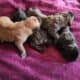 English Mastiff Puppy