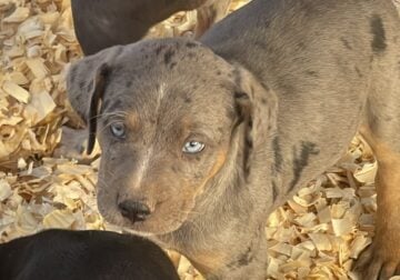 Male Catahoula