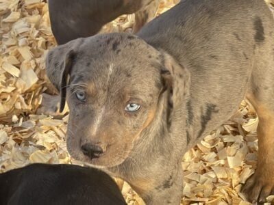 Male Catahoula
