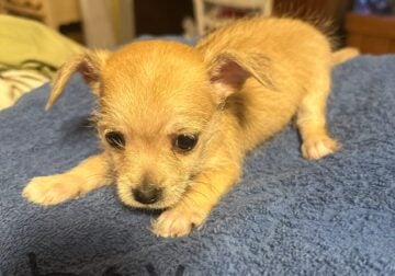 Pupppy
