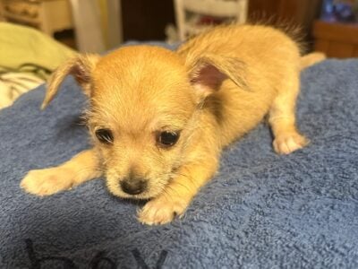 Pupppy