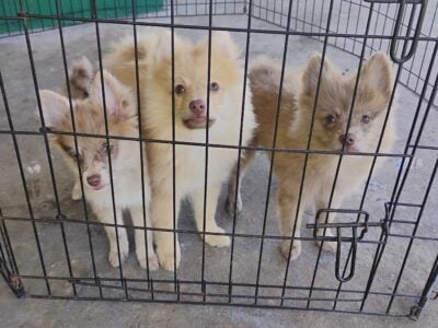 Pomsky’s