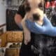 St bernard/bullmastiff