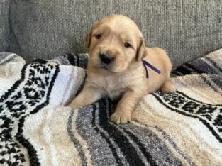 Akc Golden Retriever puppies